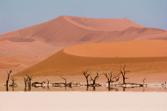 أروع صور يمكن ان تشاهدها لأشجار وغابات غريبة ومميزة حول العالم صورة رقم 6