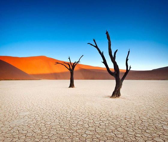 أروع صور يمكن ان تشاهدها لأشجار وغابات غريبة ومميزة حول العالم صورة رقم 25