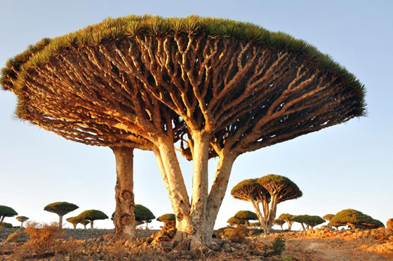أروع صور يمكن ان تشاهدها لأشجار وغابات غريبة ومميزة حول العالم صورة رقم 26