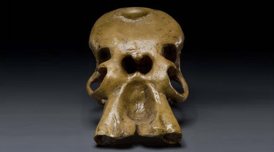 10 مخلوقات أسطورية قد تكون موجودة بالفعل في الحقيقة! صورة رقم 2 10 مخلوقات أسطورية قد تكون موجودة بالفعل في الحقيقة! صورة رقم 2