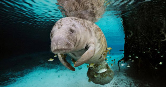 10 مخلوقات أسطورية قد تكون موجودة بالفعل في الحقيقة! صورة رقم 8 10 مخلوقات أسطورية قد تكون موجودة بالفعل في الحقيقة! صورة رقم 8