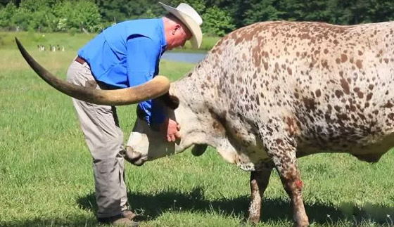 ثور يدخل موسوعة غينيس بأطول قرنين في العالم! فيديو وصور صورة رقم 8