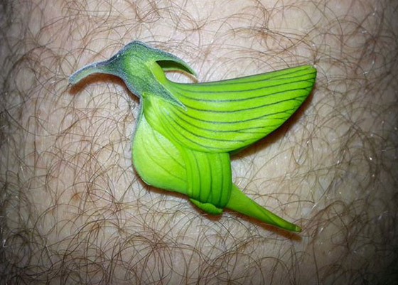 صور مذهلة لنبات (زهرة الطيور الخضراء) على شكل طائر الطنان صورة رقم 1