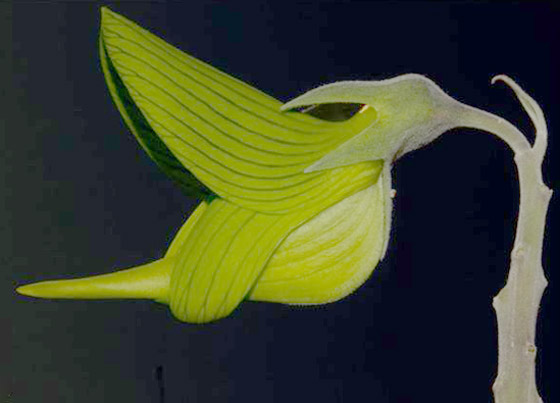 صور مذهلة لنبات (زهرة الطيور الخضراء) على شكل طائر الطنان صورة رقم 2