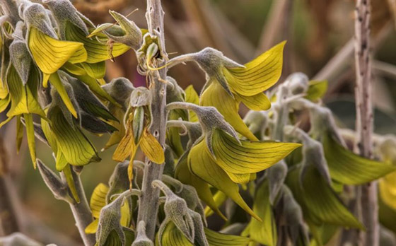 صور مذهلة لنبات (زهرة الطيور الخضراء) على شكل طائر الطنان صورة رقم 3