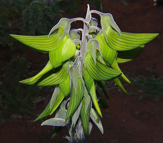 صور مذهلة لنبات (زهرة الطيور الخضراء) على شكل طائر الطنان صورة رقم 4