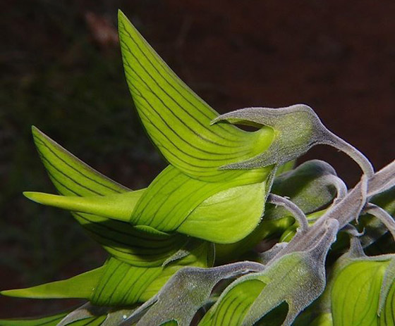 صور مذهلة لنبات (زهرة الطيور الخضراء) على شكل طائر الطنان صورة رقم 5