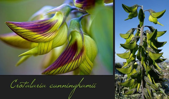 صور مذهلة لنبات (زهرة الطيور الخضراء) على شكل طائر الطنان صورة رقم 6