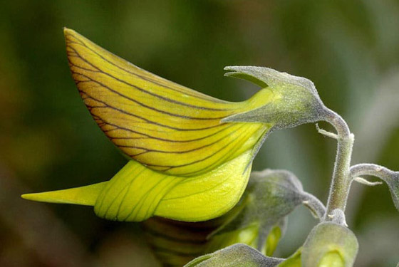 صور مذهلة لنبات (زهرة الطيور الخضراء) على شكل طائر الطنان صورة رقم 7