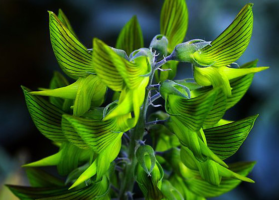 صور مذهلة لنبات (زهرة الطيور الخضراء) على شكل طائر الطنان صورة رقم 11