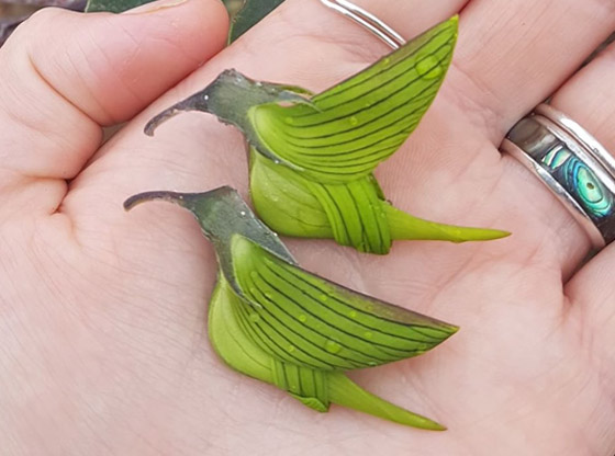 صور مذهلة لنبات (زهرة الطيور الخضراء) على شكل طائر الطنان صورة رقم 12