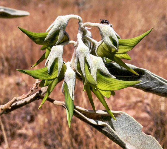 صور مذهلة لنبات (زهرة الطيور الخضراء) على شكل طائر الطنان صورة رقم 14