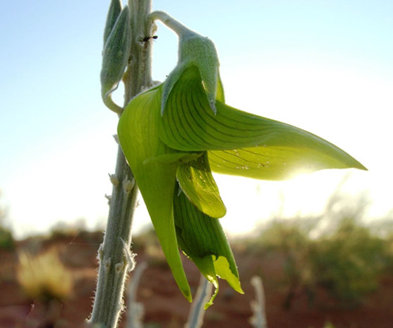 صور مذهلة لنبات (زهرة الطيور الخضراء) على شكل طائر الطنان صورة رقم 15
