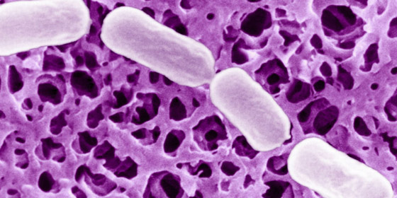 أشهر 10 سموم فتاكة عرفتها الإنسانية! صورة رقم 7