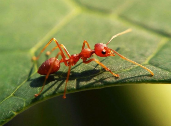 5 حيوانات وكائنات حية يحتاجها الإنسان للبقاء على قيد الحياة صورة رقم 3