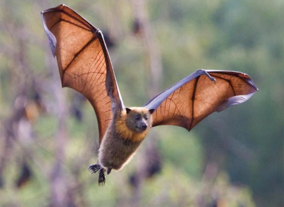 5 حيوانات وكائنات حية يحتاجها الإنسان للبقاء على قيد الحياة صورة رقم 4