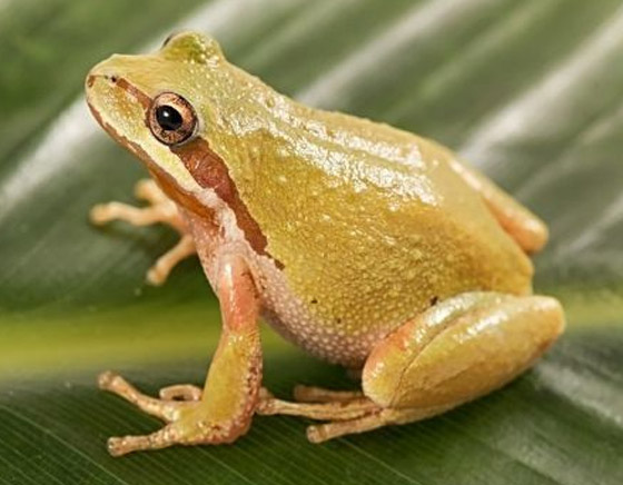 5 حيوانات وكائنات حية يحتاجها الإنسان للبقاء على قيد الحياة صورة رقم 5