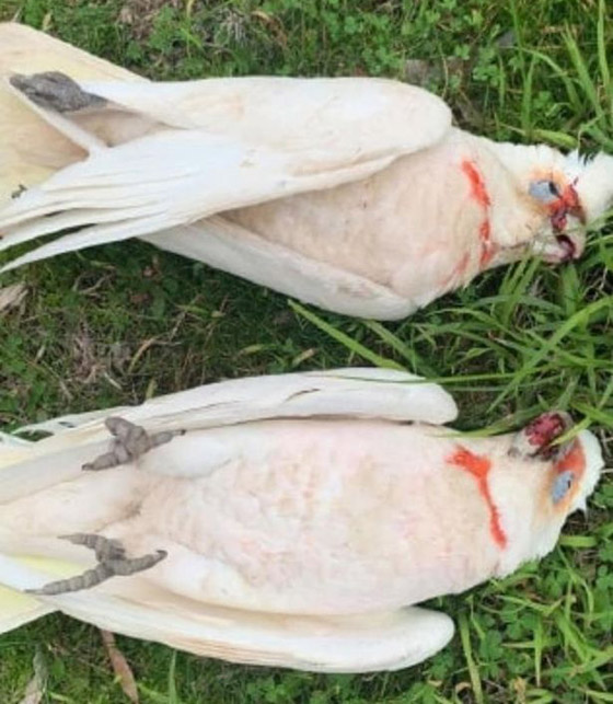 هلع في أستراليا بعد تساقط عشرات الطيور من السماء وهي تنزف! صور صورة رقم 2 هلع في أستراليا بعد تساقط عشرات الطيور من السماء وهي تنزف! صور صورة رقم 2