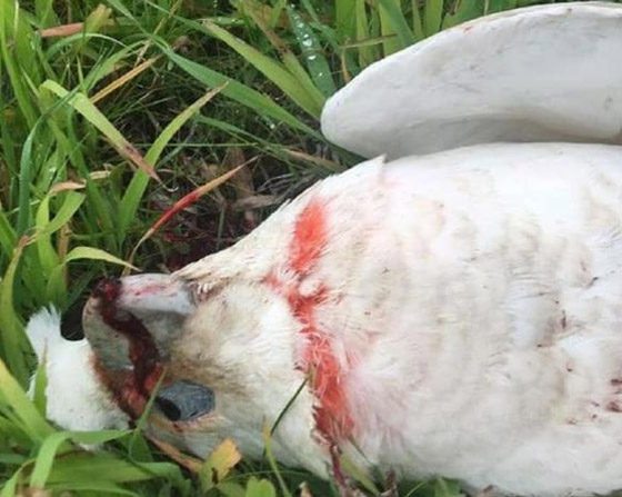 هلع في أستراليا بعد تساقط عشرات الطيور من السماء وهي تنزف! صور صورة رقم 4 هلع في أستراليا بعد تساقط عشرات الطيور من السماء وهي تنزف! صور صورة رقم 4