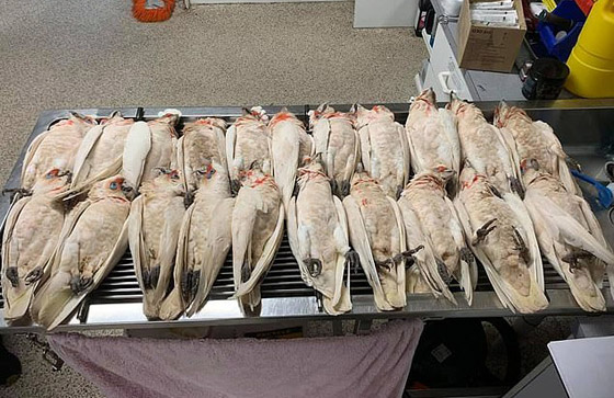 هلع في أستراليا بعد تساقط عشرات الطيور من السماء وهي تنزف! صور صورة رقم 7 هلع في أستراليا بعد تساقط عشرات الطيور من السماء وهي تنزف! صور صورة رقم 7