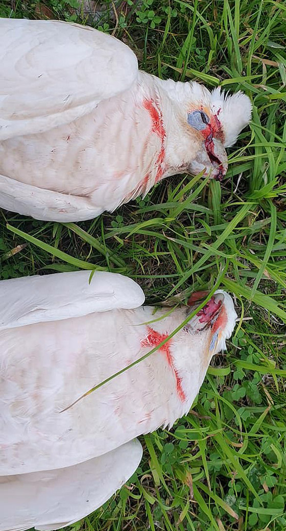هلع في أستراليا بعد تساقط عشرات الطيور من السماء وهي تنزف! صور صورة رقم 6 هلع في أستراليا بعد تساقط عشرات الطيور من السماء وهي تنزف! صور صورة رقم 6