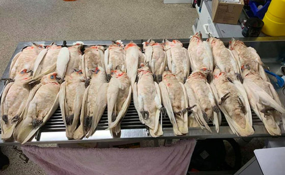 هلع في أستراليا بعد تساقط عشرات الطيور من السماء وهي تنزف! صور صورة رقم 1 هلع في أستراليا بعد تساقط عشرات الطيور من السماء وهي تنزف! صور صورة رقم 1