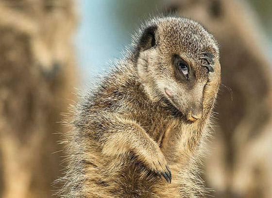 أطرف 25 صورة مضحكة فازت في مسابقة تصوير الحياة البرية الكوميدية صورة رقم 11