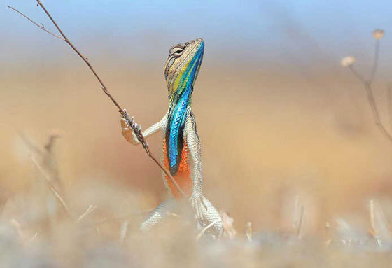أطرف 25 صورة مضحكة فازت في مسابقة تصوير الحياة البرية الكوميدية صورة رقم 14