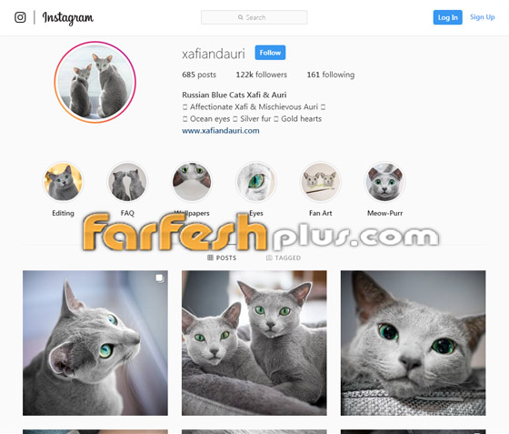 بالصور: قطط زرقاء روسية ذو عيون زمردية مدهشة تثير الإعجاب صورة رقم 1