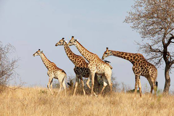 بالصور: 10 من أفضل وجهات رحلات السفاري صورة رقم 6