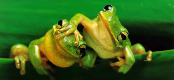 هذه الحيوانات لا تشرب الماء صورة رقم 4