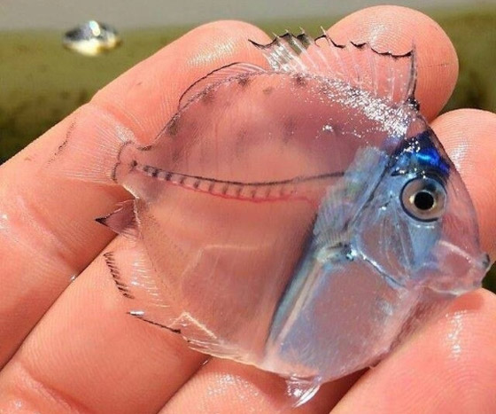 9 صور نادرة تظهر عجائب الطبيعة المذهلة صورة رقم 6