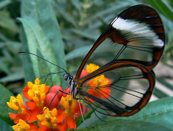 9 صور نادرة تظهر عجائب الطبيعة المذهلة صورة رقم 8