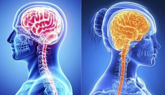 علماء: الذاكرة لدى النساء أفضل من الرجال صورة رقم 1