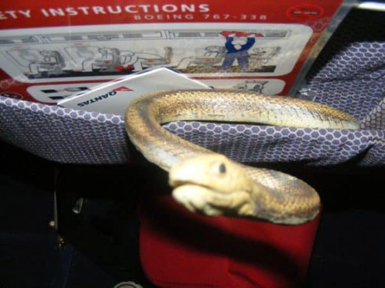 تعرفوا على أغرب الأسباب التي أجبرت الطائرات على الهبوط اضطراريا صورة رقم 2 تعرفوا على أغرب الأسباب التي أجبرت الطائرات على الهبوط اضطراريا صورة رقم 2