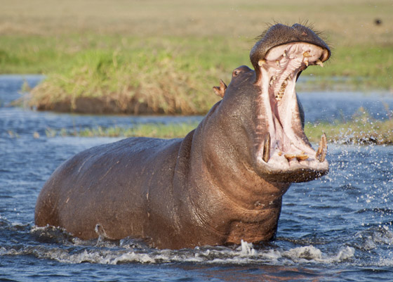 القائمة صادمة: إليكم أخطر 10 حيوانات على الكوكب! صورة رقم 1