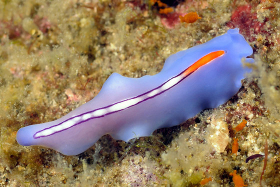 القائمة صادمة: إليكم أخطر 10 حيوانات على الكوكب! صورة رقم 3