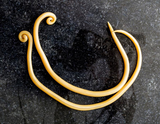 القائمة صادمة: إليكم أخطر 10 حيوانات على الكوكب! صورة رقم 4