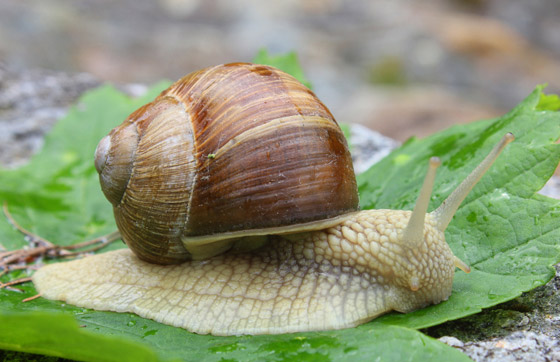 القائمة صادمة: إليكم أخطر 10 حيوانات على الكوكب! صورة رقم 5