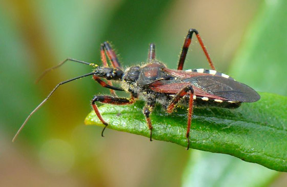 القائمة صادمة: إليكم أخطر 10 حيوانات على الكوكب! صورة رقم 6