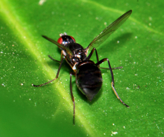 القائمة صادمة: إليكم أخطر 10 حيوانات على الكوكب! صورة رقم 7