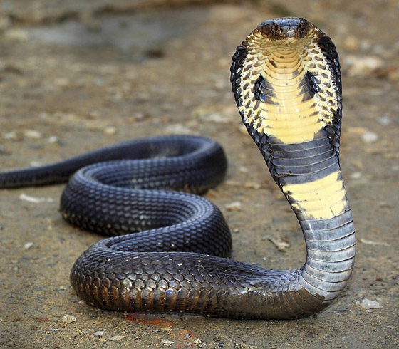 القائمة صادمة: إليكم أخطر 10 حيوانات على الكوكب! صورة رقم 9