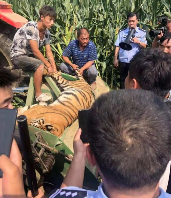 رعب وفوضى في عرض سيرك بعد هروب النمر والهجوم على الجمهور صورة رقم 1 رعب وفوضى في عرض سيرك بعد هروب النمر والهجوم على الجمهور صورة رقم 1