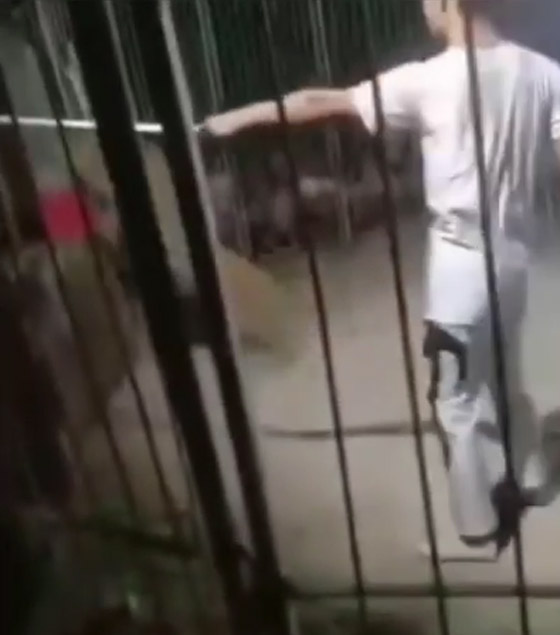 رعب وفوضى في عرض سيرك بعد هروب النمر والهجوم على الجمهور صورة رقم 3 رعب وفوضى في عرض سيرك بعد هروب النمر والهجوم على الجمهور صورة رقم 3