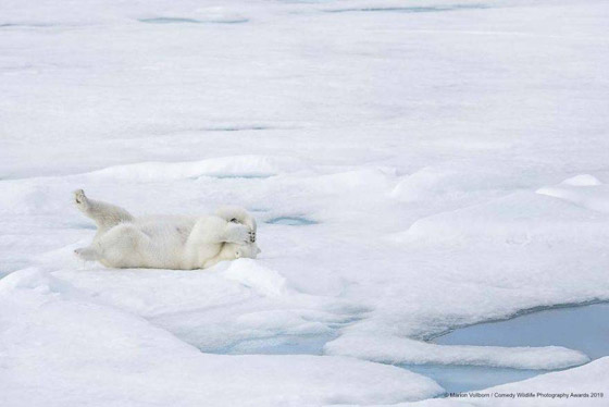 30 صورة من مسابقة كوميديا الحياة البرية! صورة رقم 1