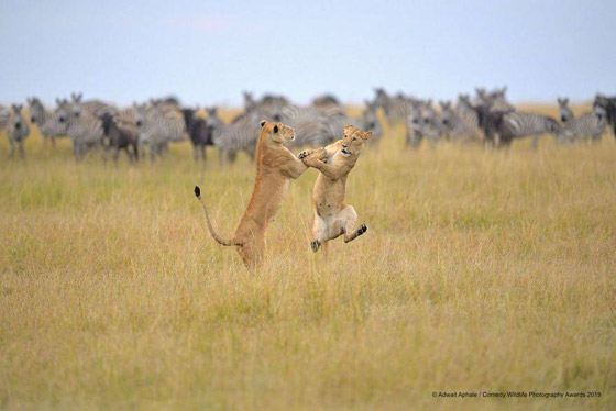 30 صورة من مسابقة كوميديا الحياة البرية! صورة رقم 4