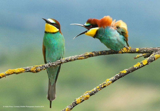 30 صورة من مسابقة كوميديا الحياة البرية! صورة رقم 6