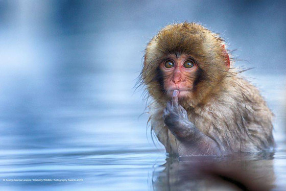 30 صورة من مسابقة كوميديا الحياة البرية! صورة رقم 7