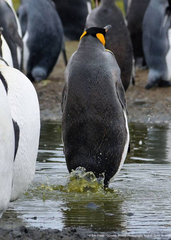30 صورة من مسابقة كوميديا الحياة البرية! صورة رقم 8