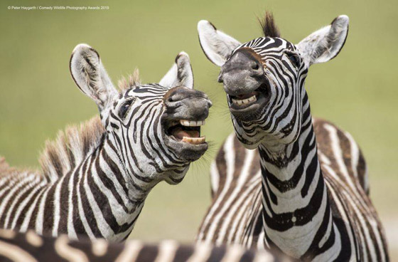 30 صورة من مسابقة كوميديا الحياة البرية! صورة رقم 9